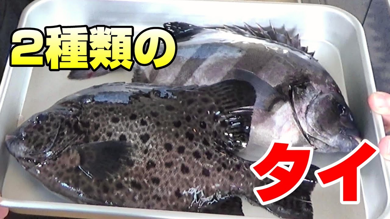 どっちが旨いの？イシダイとイシガキダイを食べ比べると驚きの結果に（笑）？