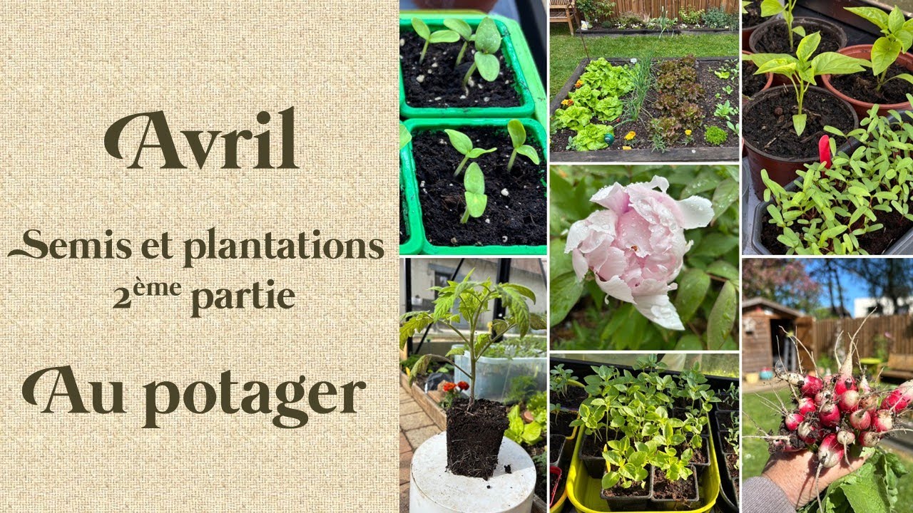 Que faire en Avril au potager - 2ème partie