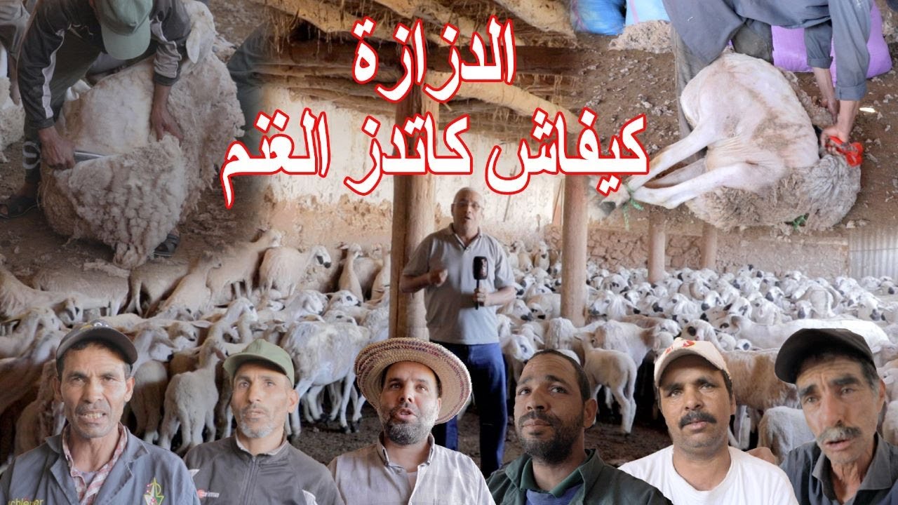 الدزازة.. هكذا يتم جزٌّ صوف المواشي