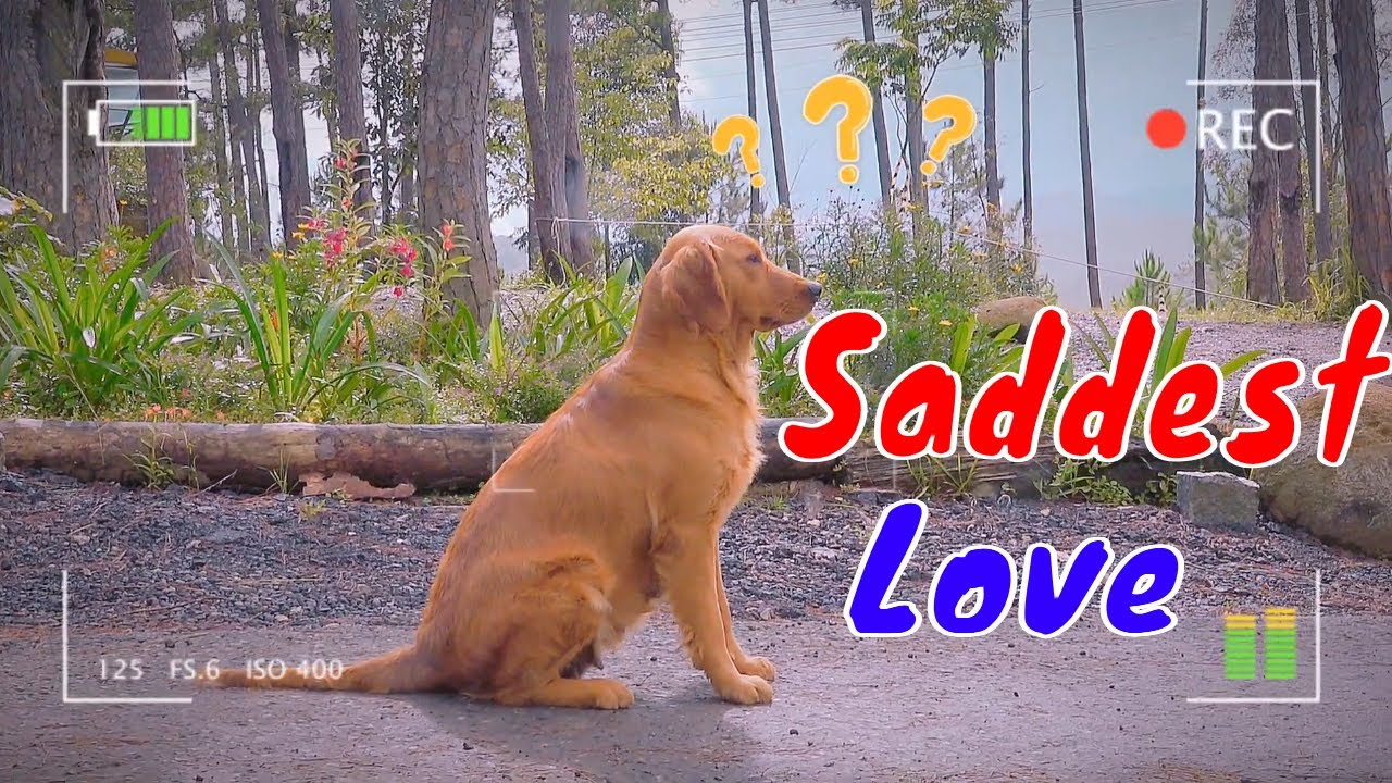 Broken Love Golden Retriever - Sad Love Story Between 3 Dogs | Viral Dog Puppy
