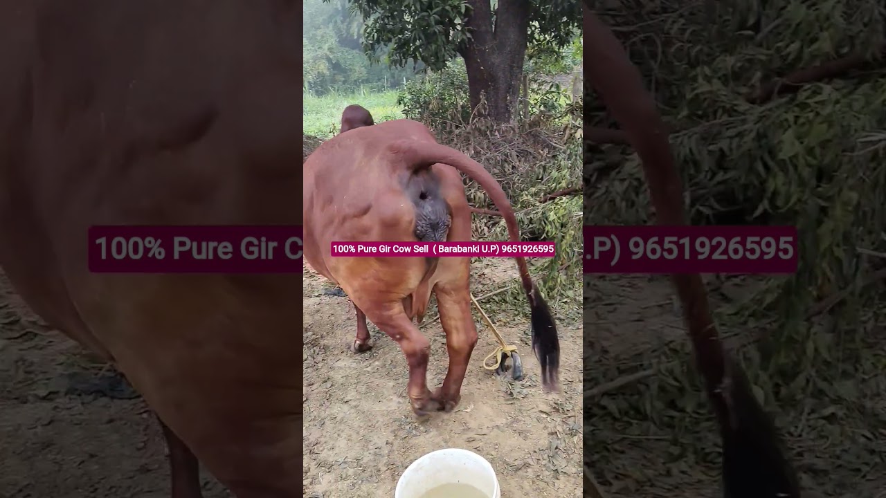100% Pure Gir Cow Sell  ( Barabanki U.P) 9651926595 