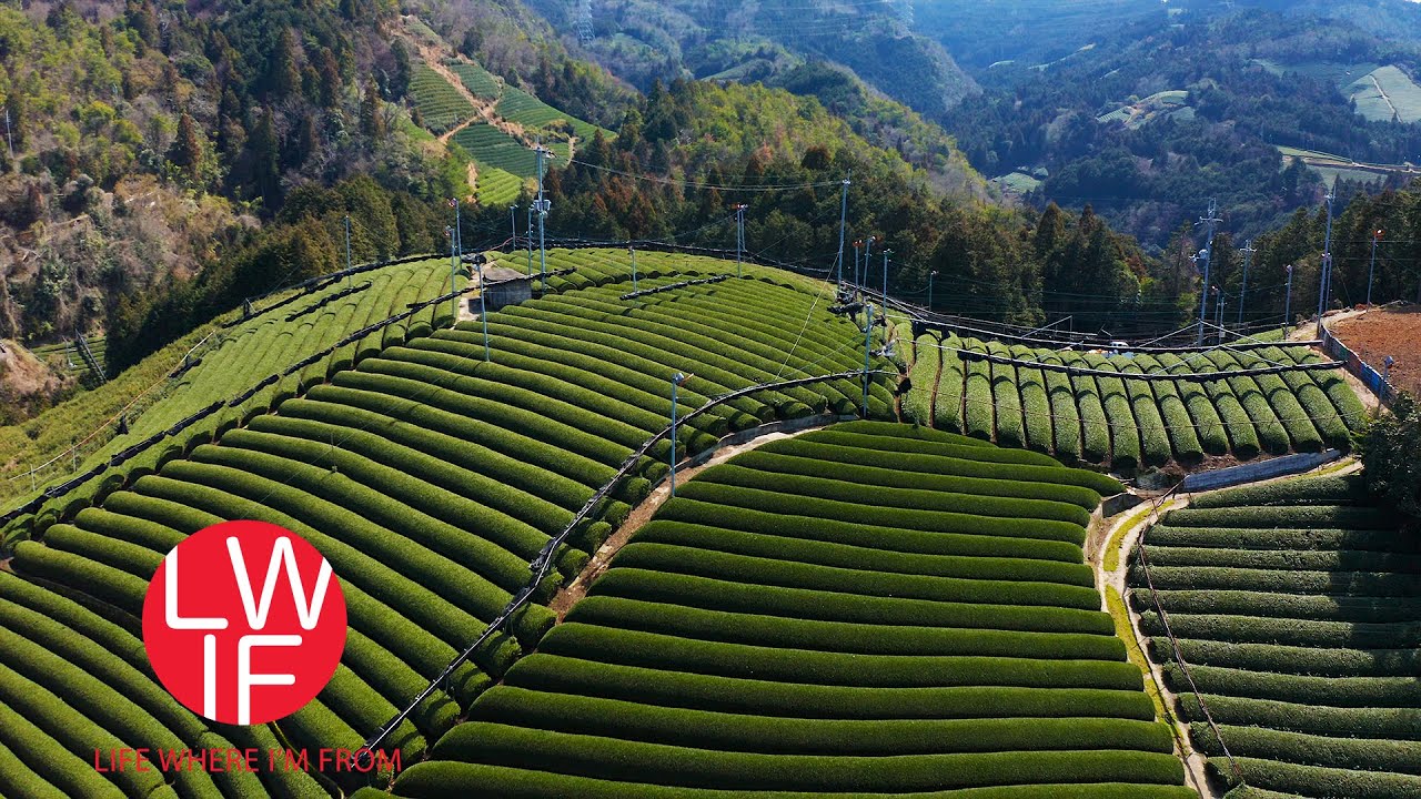 How Japanese Green Tea is Made