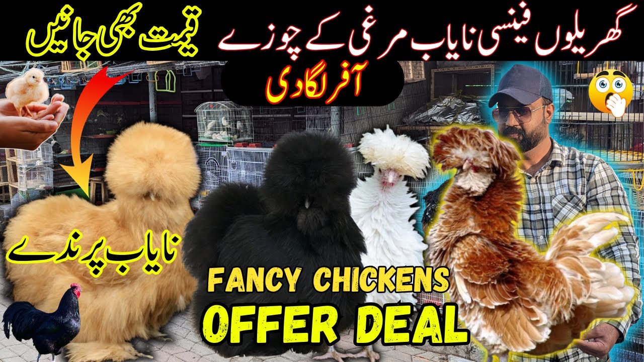 Top Fancy Chickens And Chicks| Offer Deal | Silkies | Frizzle Polish | Austrolop | Ayam Cemani