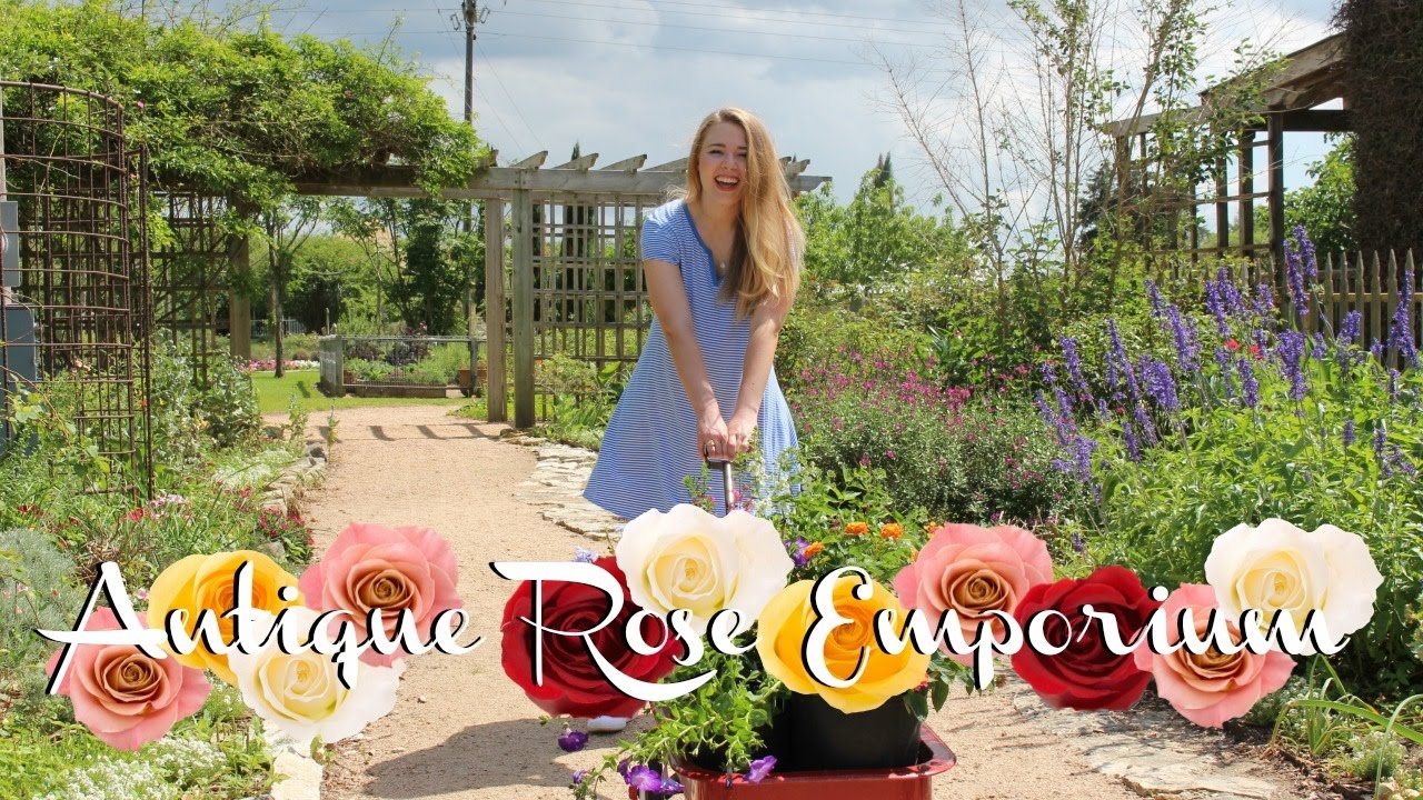Antique Rose Emporium
