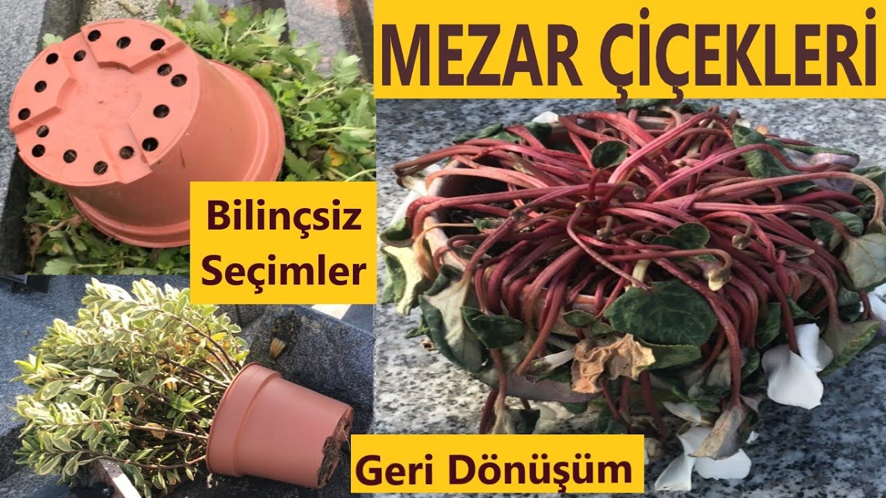 MEZAR ÇİÇEKLERİ / Mezara Hangi Çiçek Alınır Ekilir? / Krizantem / Kasımpatı / Geri Dönüşüm