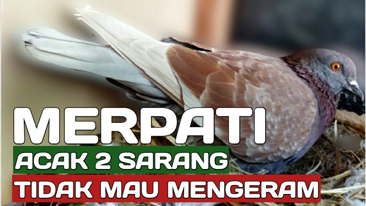 merpati tidak mau mengeram dan mengacak acak sarang
