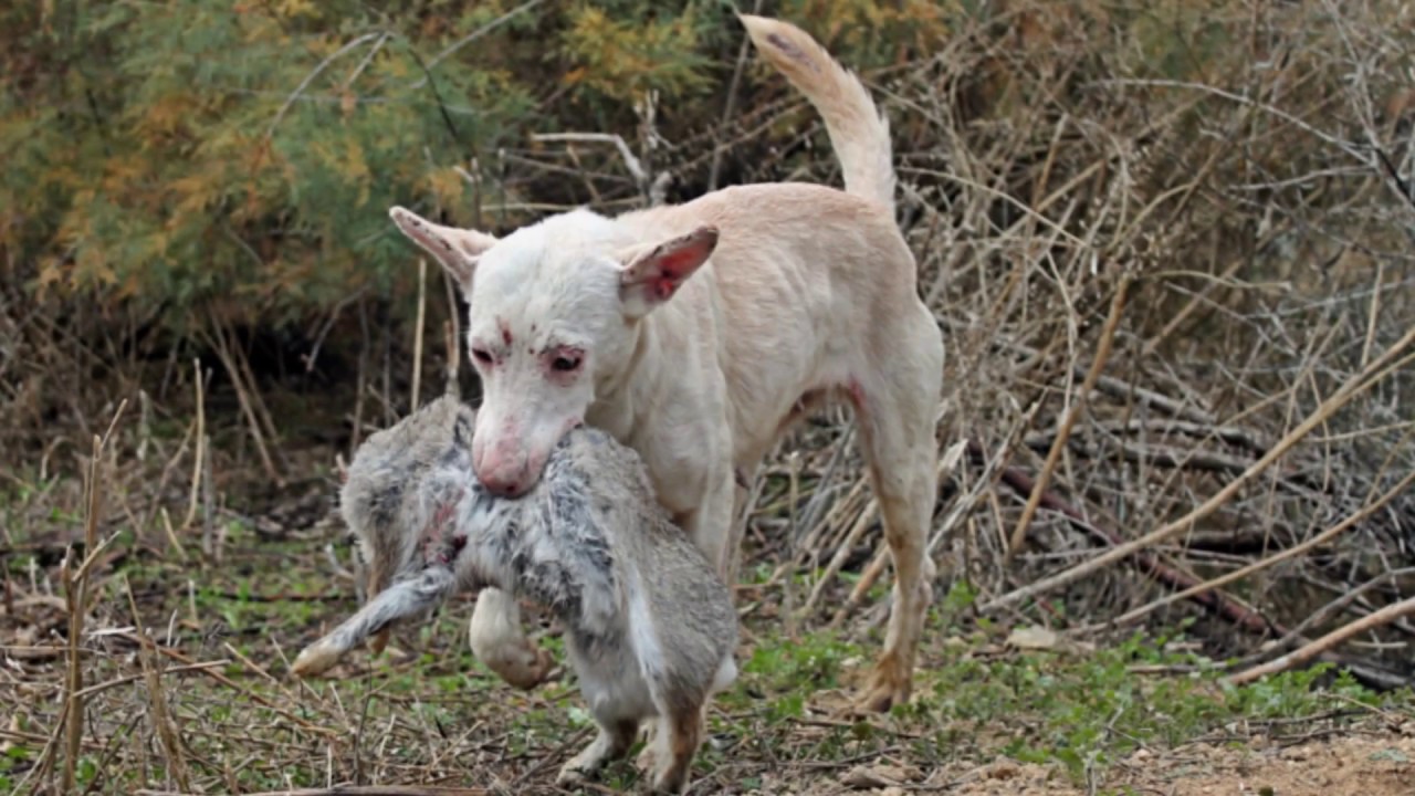 podencos de castigo cazando en palmas y zarzas