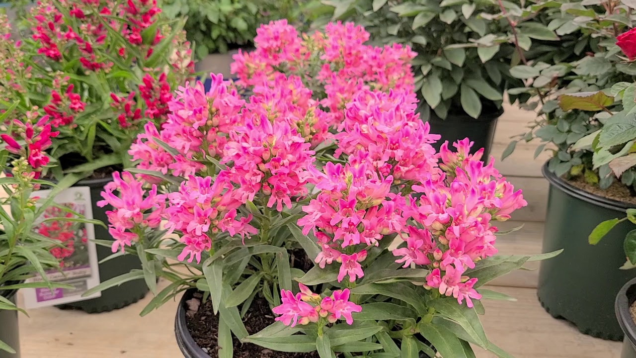 Penstemon Rock Candy series - Pink, Ruby & Blue (Beardtongue) // COLORFUL, Compact Perennials