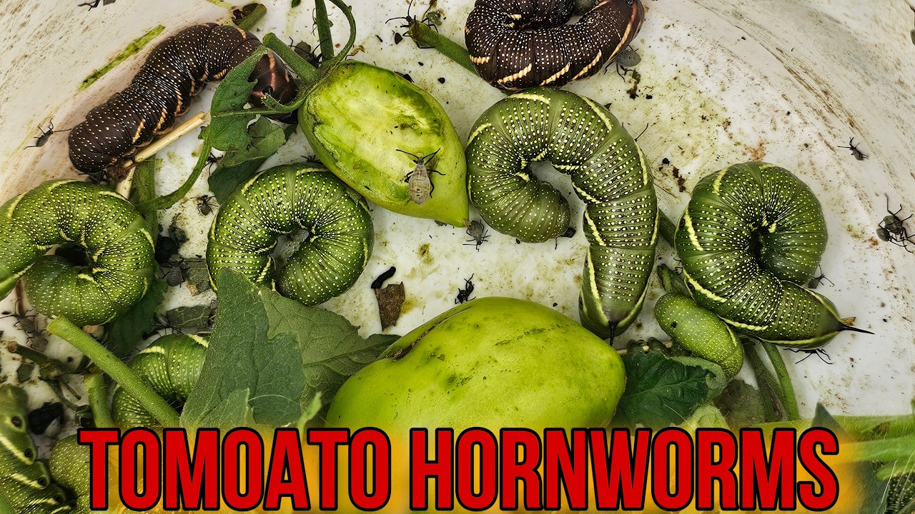 Tomato Plants Destroyed by Tomato Hornworms | Homestead Garden Update