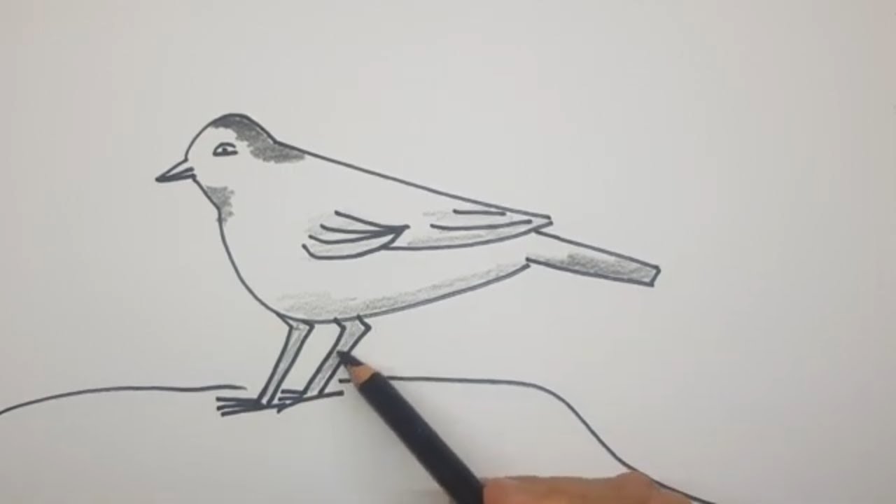 איך מציירים נחליאלי