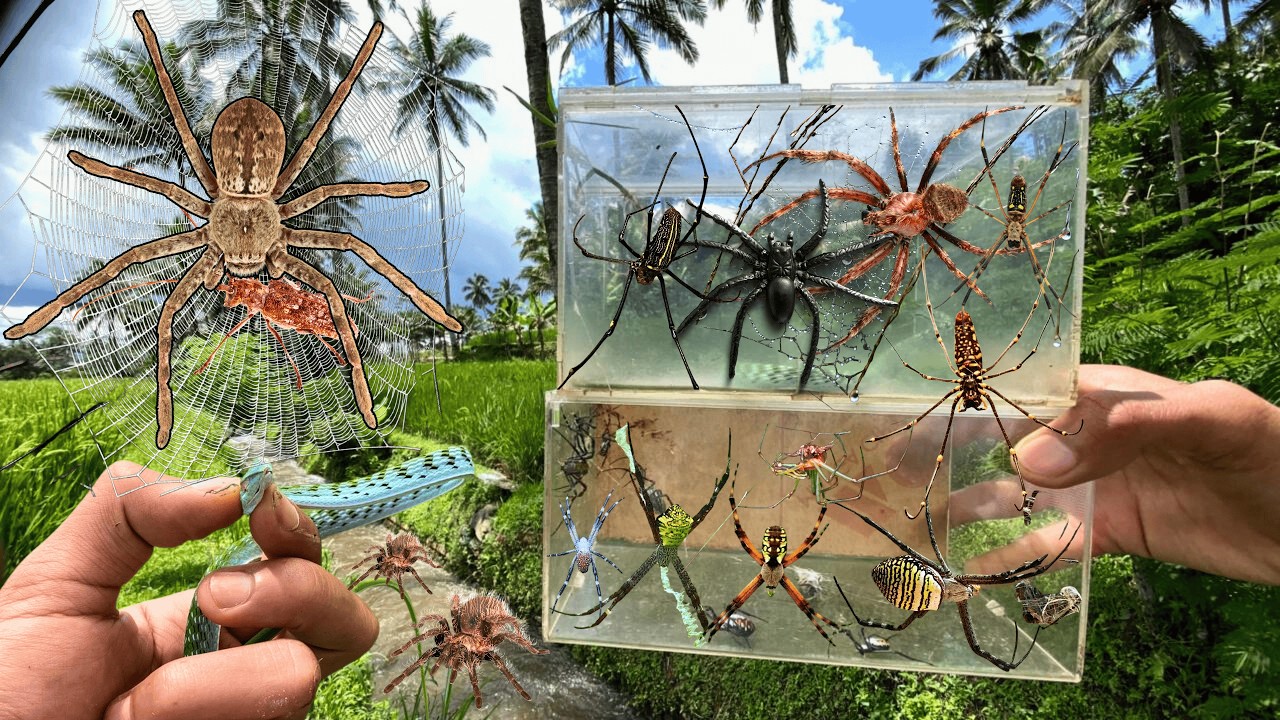 Hunting Top Spide In The River !! Weaver Orb Spider, Gagamba, Huntsman Spider