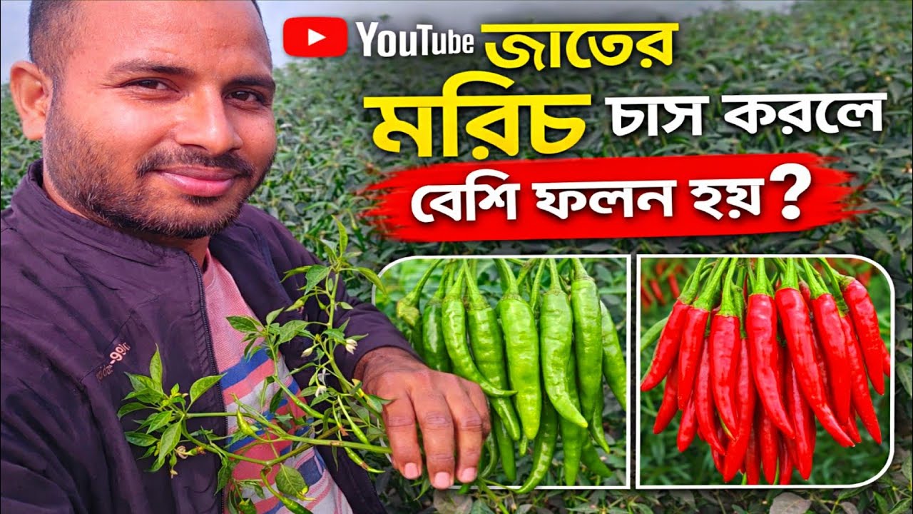 বৈজ্ঞানিক পদ্ধতিতে মাইক্রো মরিচ চাষ করে স্বাবলম্বী কৃষক 🌶️💰বৈজ্ঞানিকভাবে মরিচ চাষ শিখে স্বাবলম্বী হন