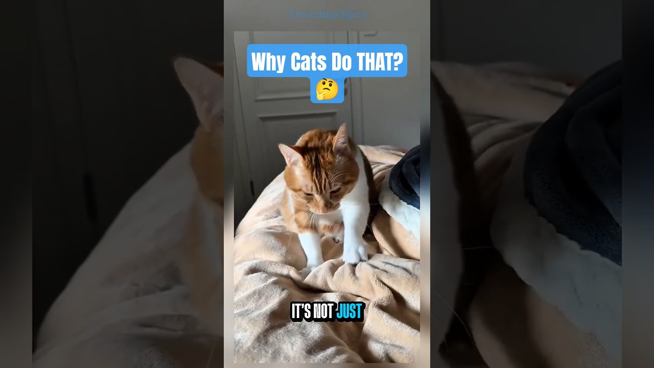 Why Cats Do THAT?🤔👀: The Science Behind Their Weirdest Habits 