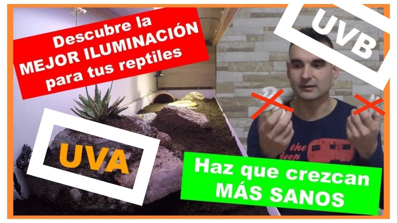 Iluminación en los terrarios | TODO lo que debes SABER | BOMBILLAS para REPTILES 🦎🐢🐍