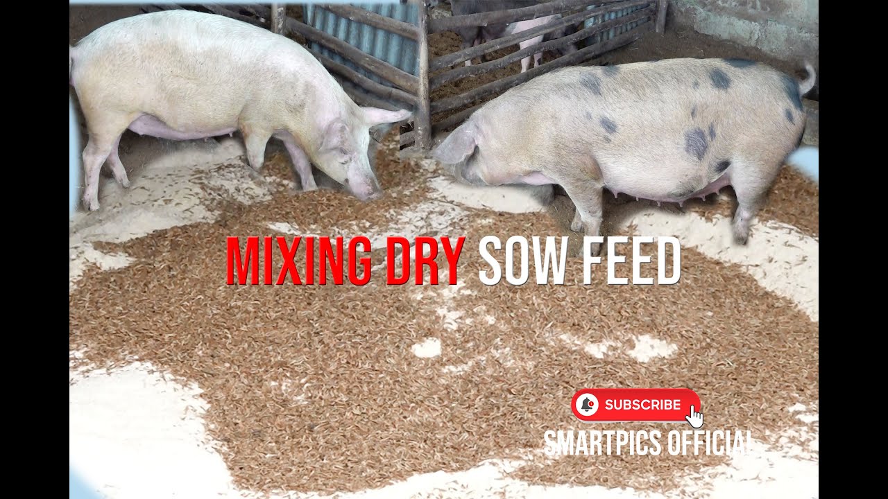 SOW AND WEANER PIG FEED FORMULA