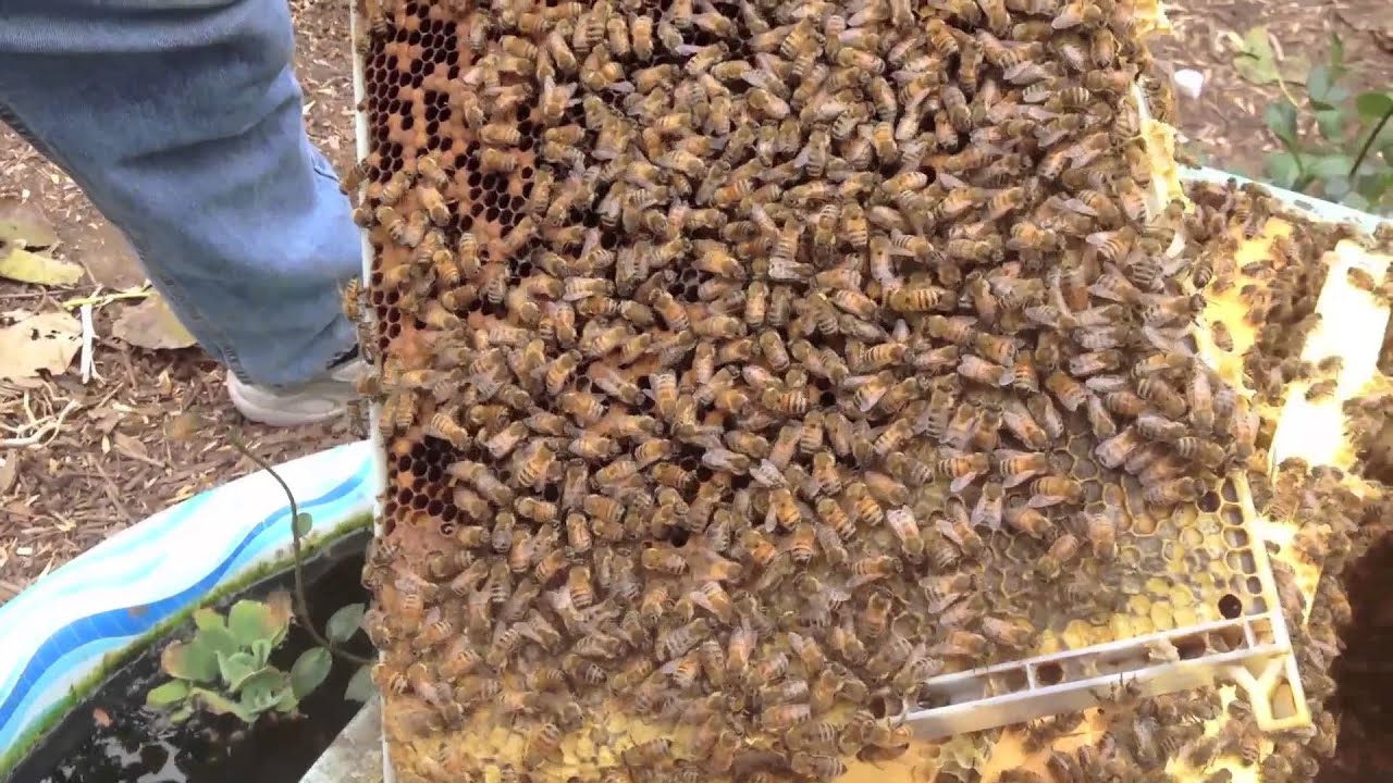 Docs on the Fly: #2 - Suburban Beekeeping