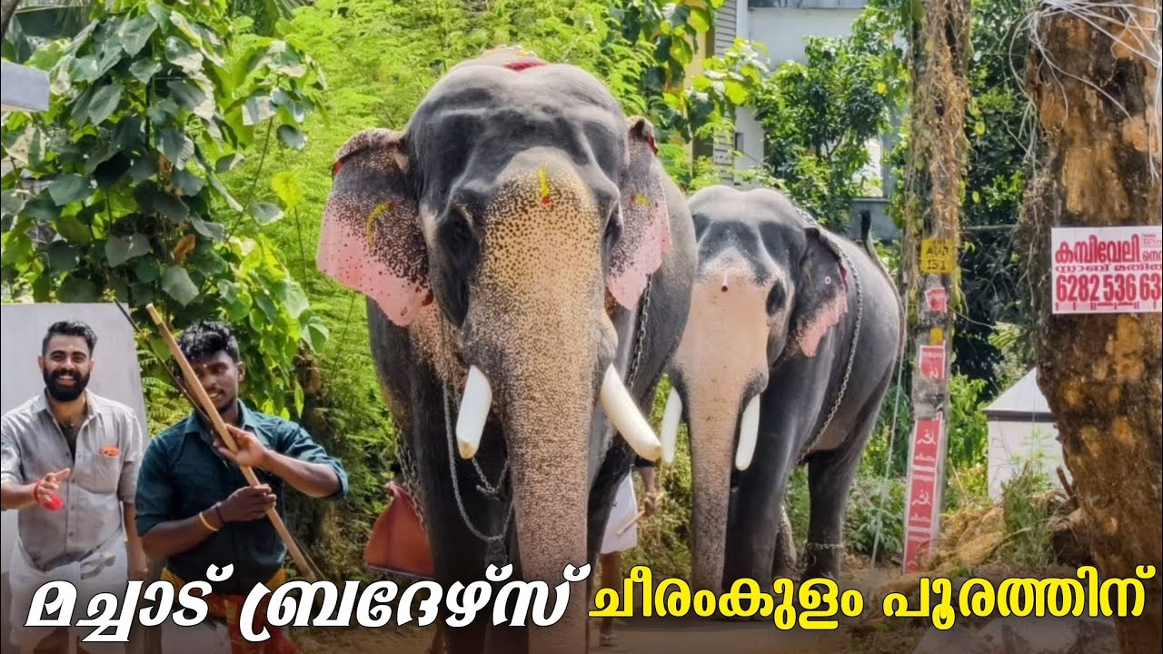 മച്ചാട് ബ്രദേഴ്സ് ചീരംകുളം പൂരത്തിന് 😍🔥Machad Jayaram,Dharman, Ayyappan @ Cheeramkulam  pooram 2026