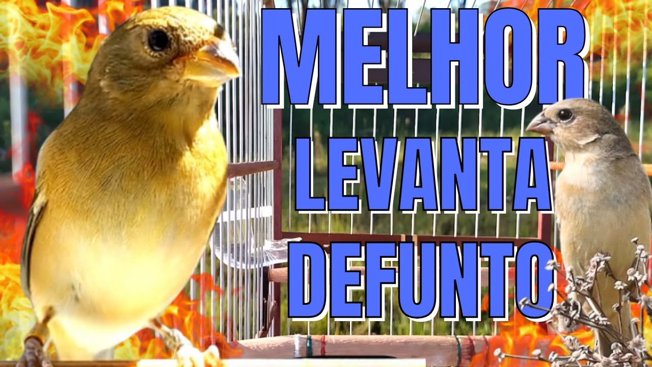 Fêmea de Papa capim Chamando Levanta até Defunto