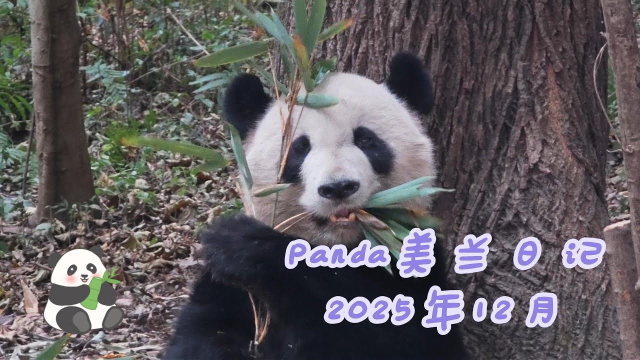【Panda美兰日记】美兰先生吃竹叶好认真，真的那么好吃吗？