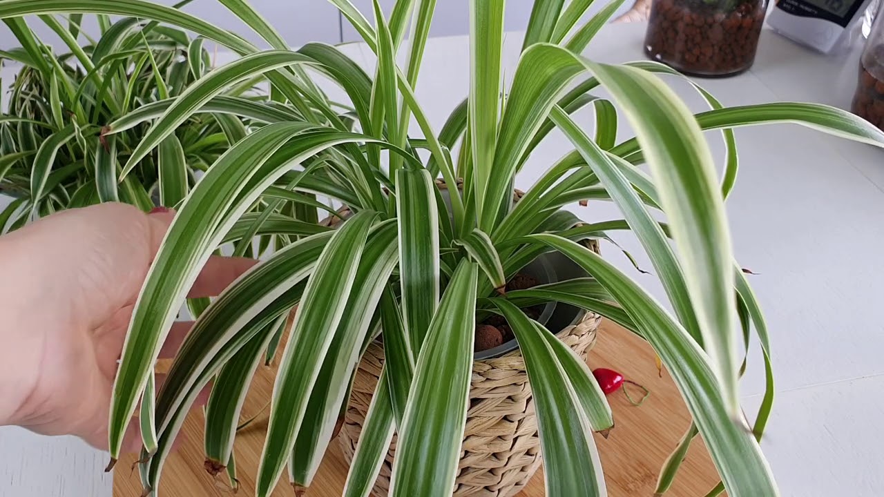 Kurdele Çiçeği (Chlorophytum) | Kil Bilyesinde Çoştular.