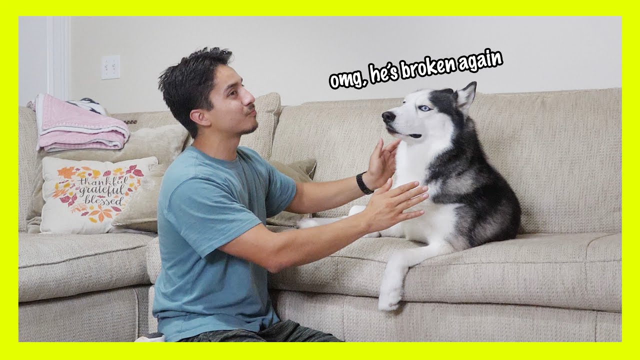 PRETENDING to PET my dog! Angry Husky punches owner!