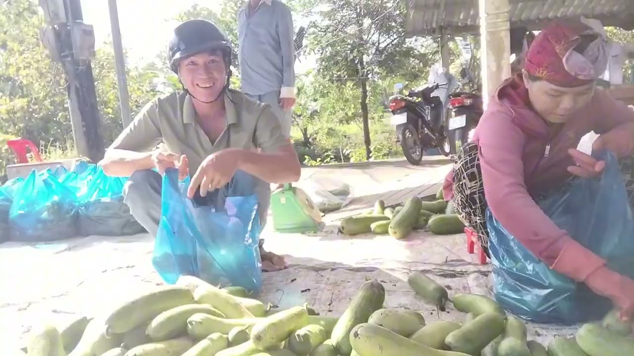 Thu hoach bí đao xanh  bền  bi '