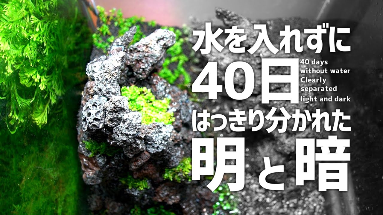 40日間注水せずに水草育成。30㎝キューブ水槽の中はどうなった？#404【アクアリウム】