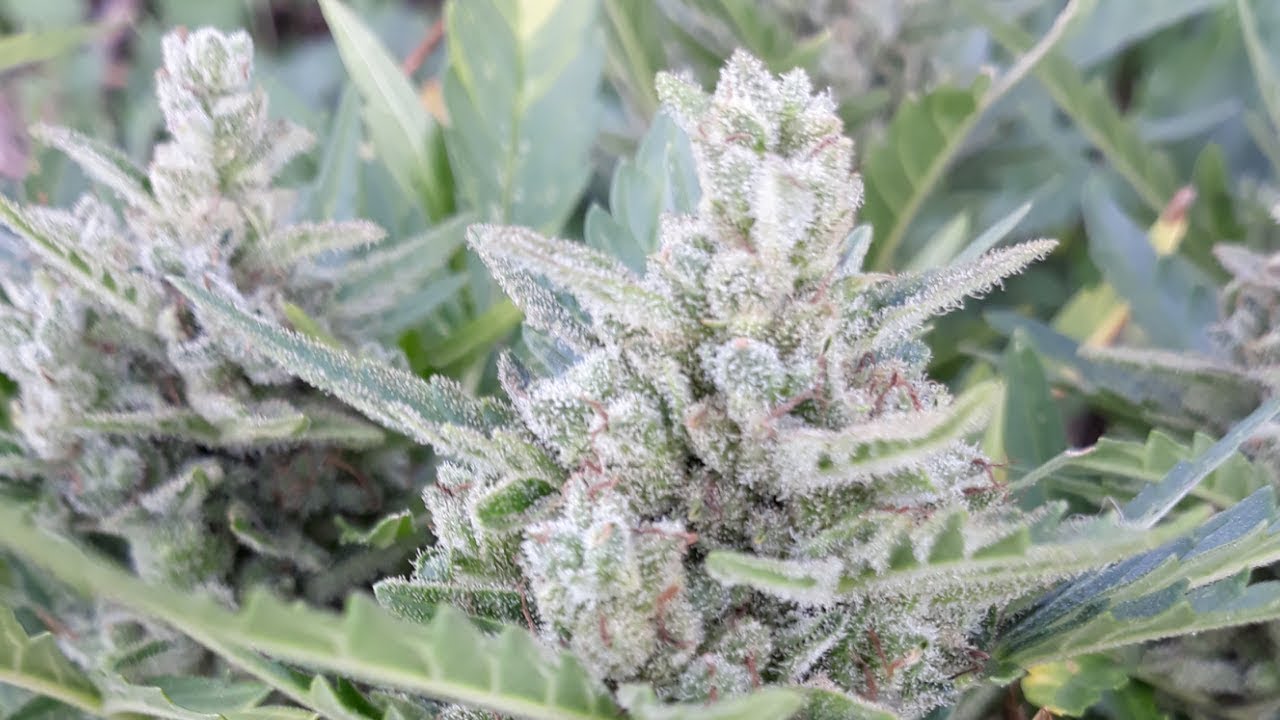 Big frosty nugs on a tiny auto