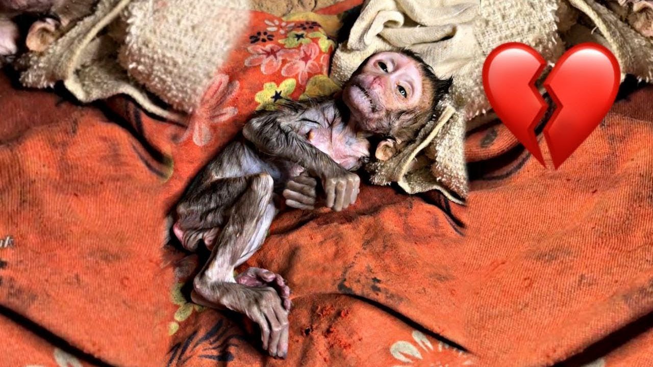 Million pity poor babi munkey got sick heavily now he passsed away