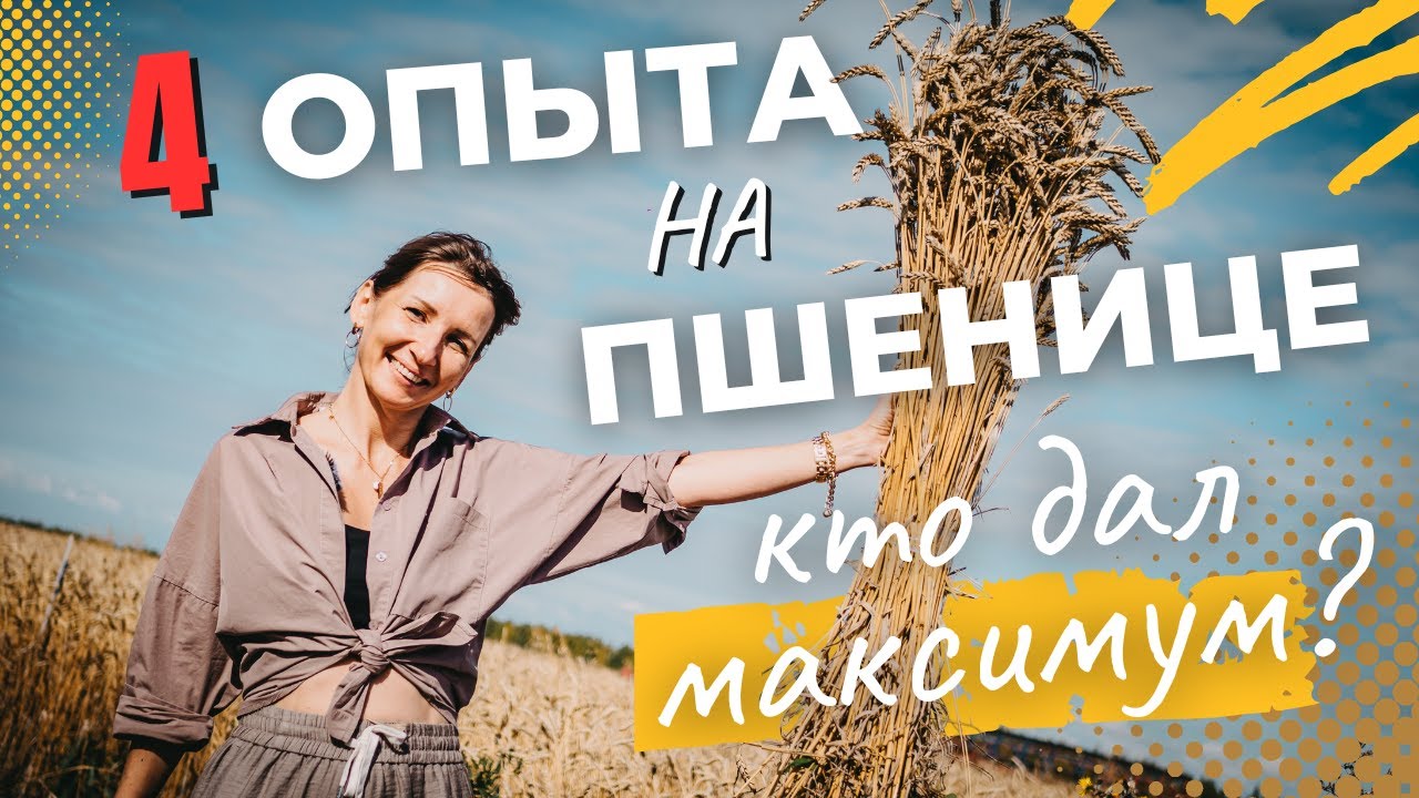 Пшеница 2025: 4 схемы + контроль — прибавка 5,5 ц/га при минимальных вложениях! Кто победитель?!
