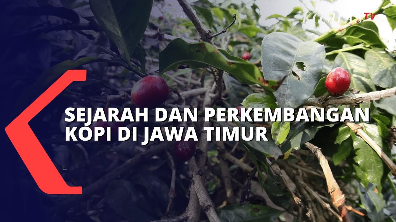 Sejak Pertengahan Abad 17, Begini Sejarah dan Perkembangan Kopi di Jatim