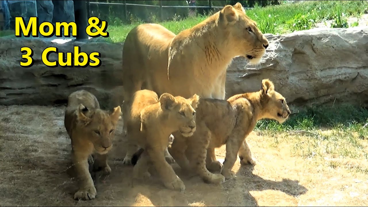 Lincoln Park Zoo Lion Cubs return to Outdoor Habitat after a cub's health issue. June 8 2023