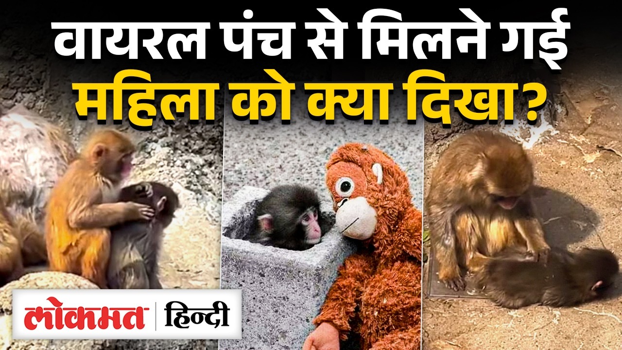 Punch Kun Latest Video: Ichikawa City Zoo में रहने वाला macaque अब कैसा है? | Japan | MS2