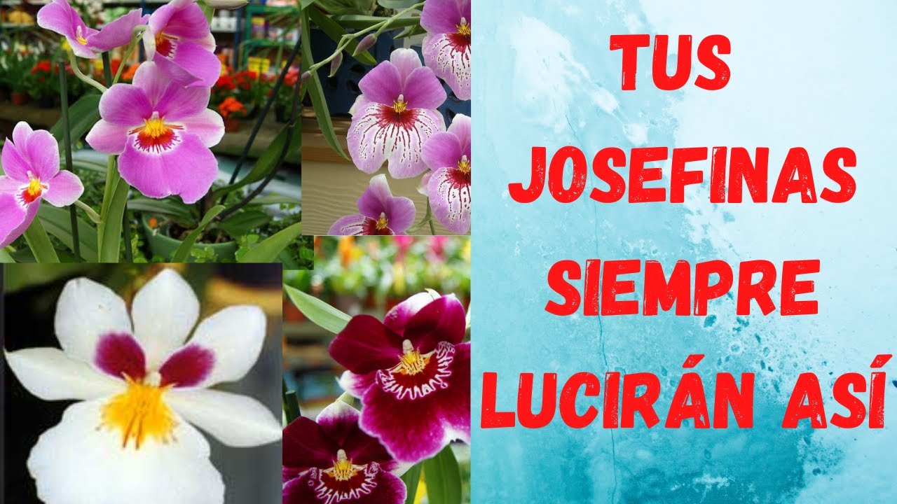 como 😍CUIDAR JOSEFINAS😍 (miltoniopsis, miltonias orquídeas trinitarias)