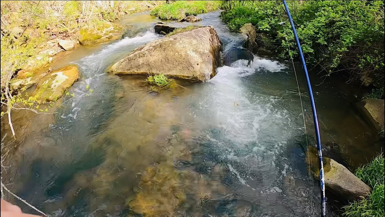 TROUT FISHING Small Pennsylvania Streams In May #troutfishing #trout #fishing