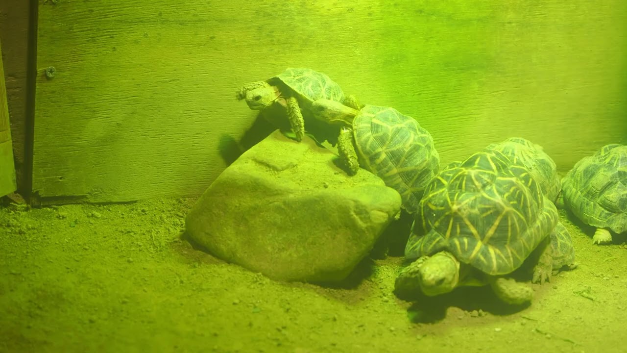 ホウシャガメとインドホシガメ20260108e