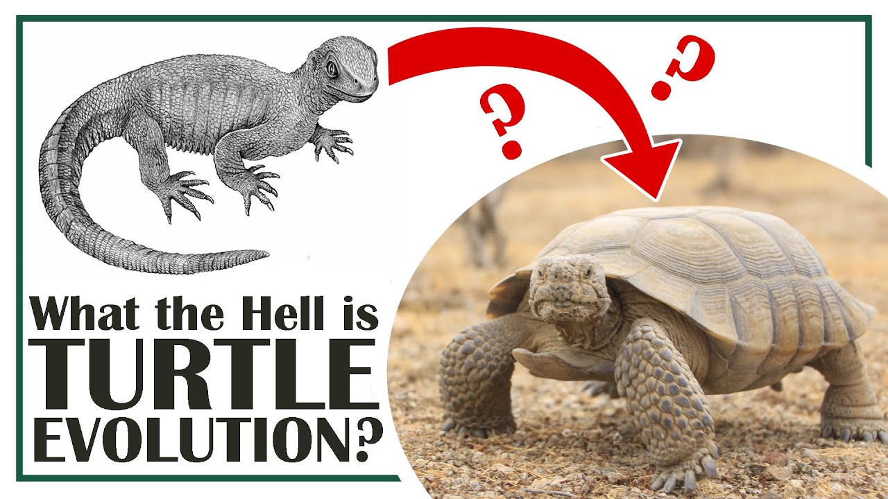 What the Hell is Turtle Evolution?