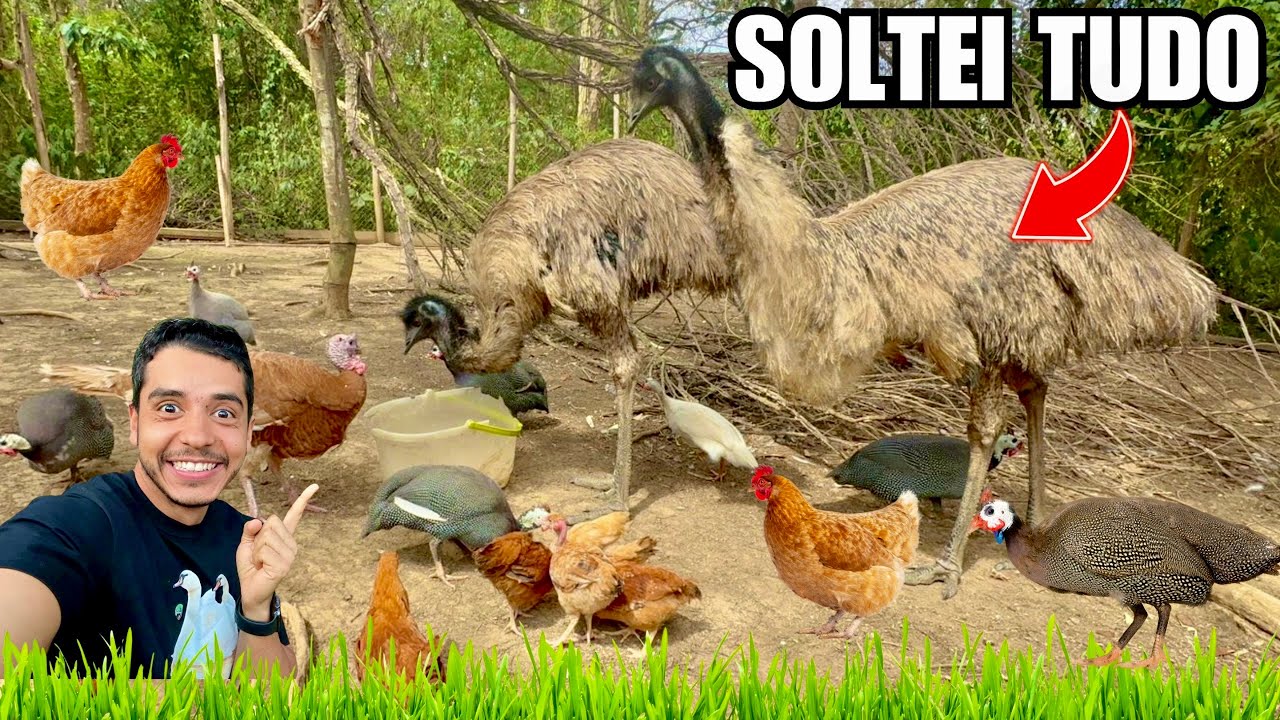 Surpresa marreco mandarim | Soltando  Galinha Embrapa 51 e ajudando pintinho a nascer | Aves Recriar