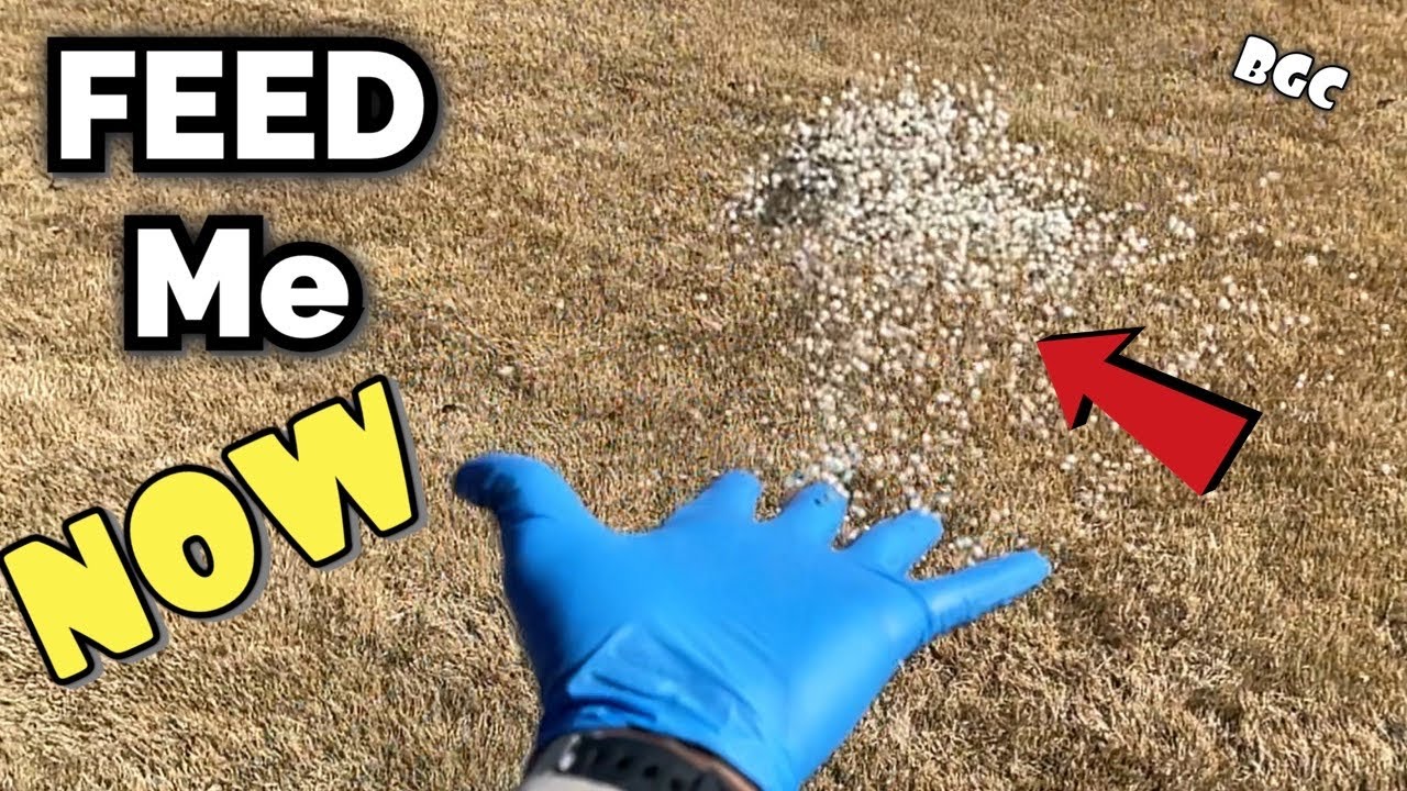 When to fertilize lawn // Spring Bermuda grass lawn // Fertilize lawn NOW