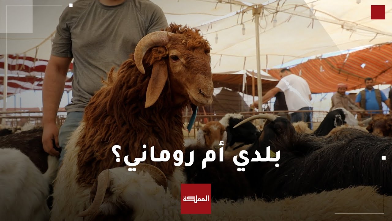 هل يفضل الأردنيون “الخاروف البلدي أم المستورد”؟ وما الفرق بينهما؟