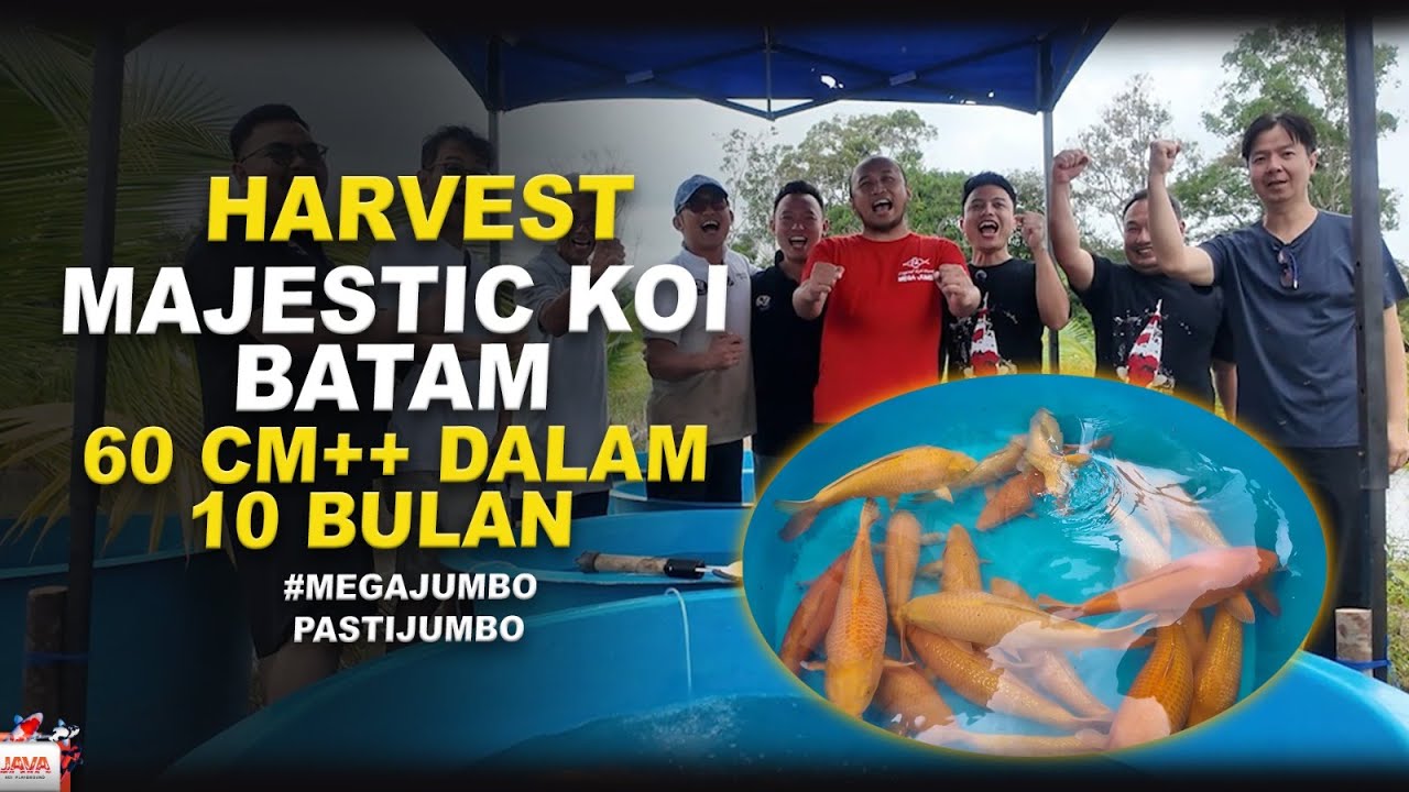 HARVEST IKAN KOI MAJESTIC KOI BATAM - G1L4 BARU 10 BULAN UDAH 60 CM!
