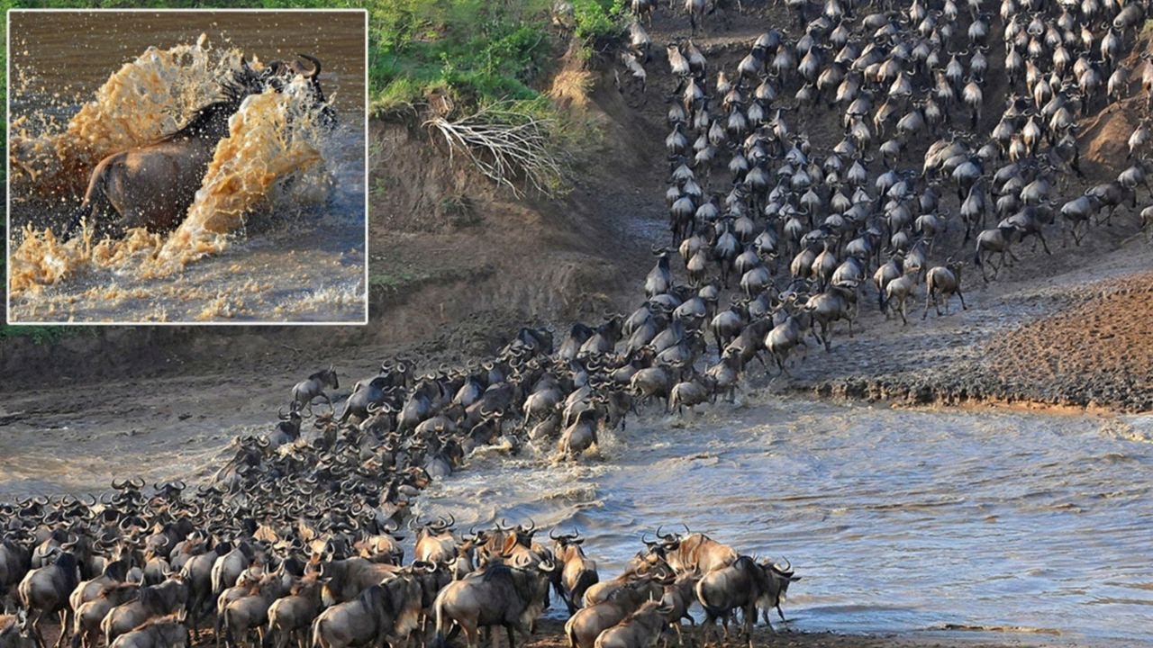 Animal Stampedes Caught on Camera