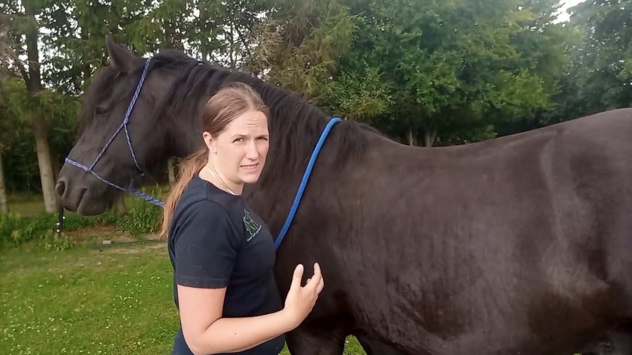 Hestemassage - Aktiver din hests krop - inden ridning