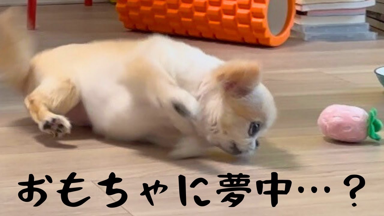 ガウガウ中にこうなってしまったワケとは…？