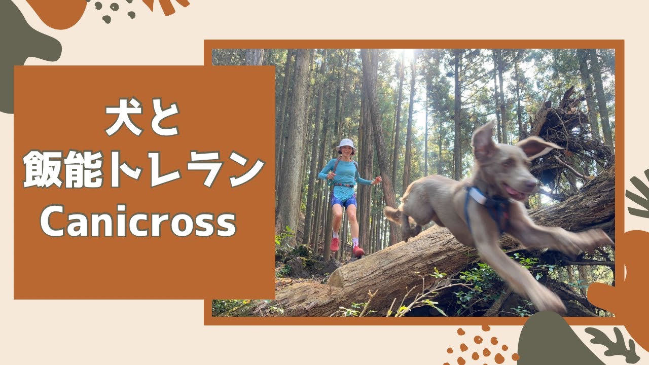 犬とトレラン【飯能canicross】ワイマラナー