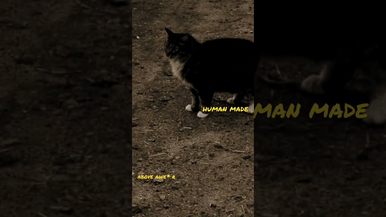 #humAn#mankind #awe#awesome#selfmade#mad#inhale#mary#cat#life#eternity #mckinny #lovestory #777 #ye