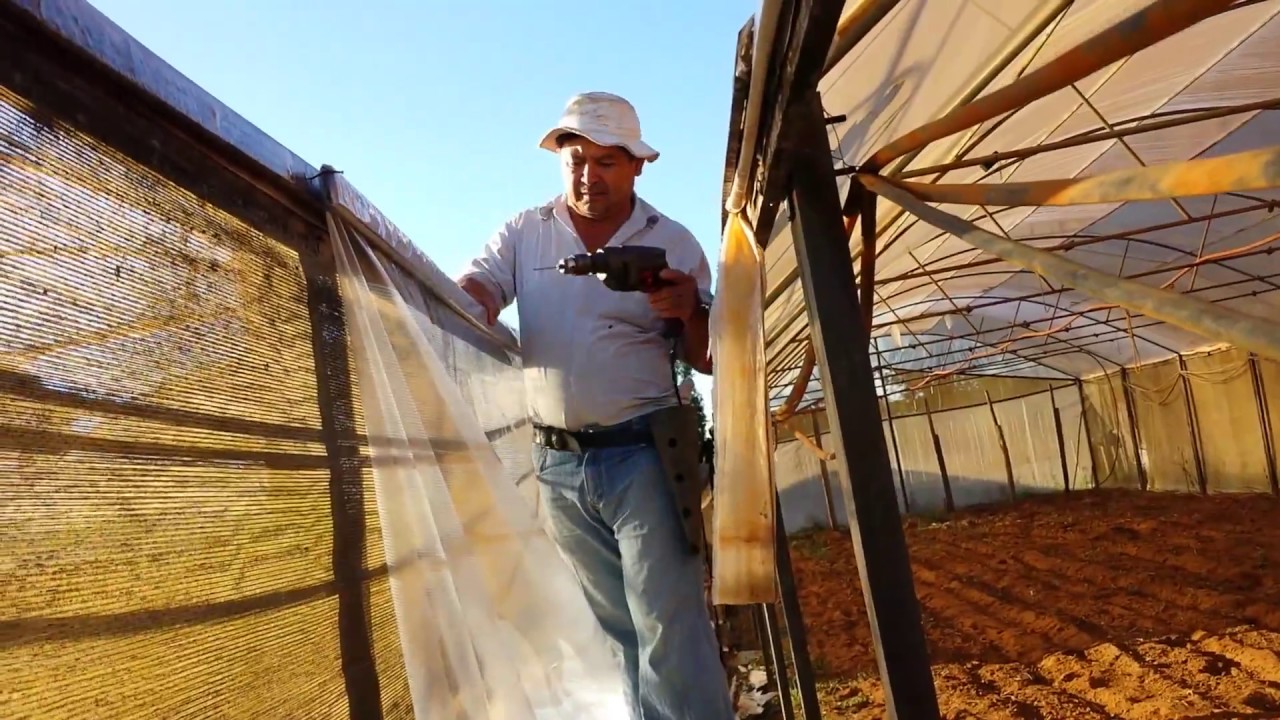 Produtor coloca plástico em estufa sozinho.