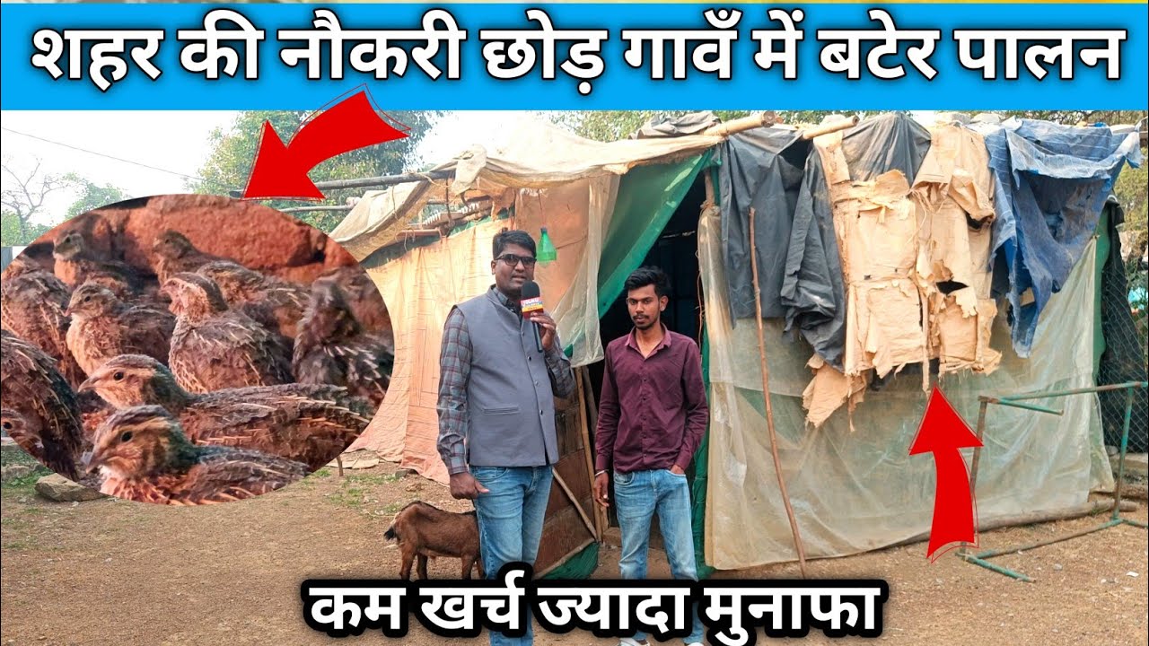 जुगाड़ से फार्म बनाकर बटेर पालन कम जगह मे बड़ा मुनाफा #quilboar #baterpalan #ravisahubaferfarmpamgarh 