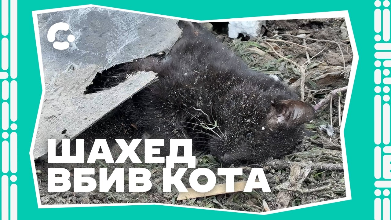 Удар БпЛА по Запоріжжю: потрощені будинки та вбитий кіт 02.02.2026