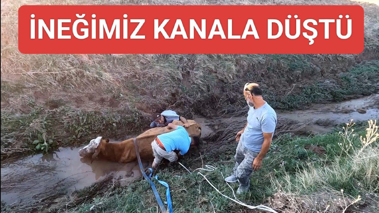 KANALA GİREN İNEĞİMİZİ ZOR KURTARDIK Bİ SÜPRİZ HABER BİRDE KÖTÜ HABER